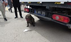 Malatya’da Pitbull Dehşeti: Bir Kadın Yaralandı