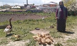 Kars’ta Kazın Fiyatı Gram Altınla Yarışıyor