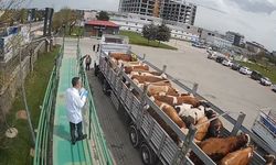 Bingöl’den Batı İllerine Kurbanlık Sevkiyatı Başladı
