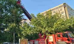 Batman'da Yavru Kargalar İçin İtfaiye Seferber Oldu