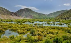 Bingöl Sınırında Fotosafari Heyecanı!