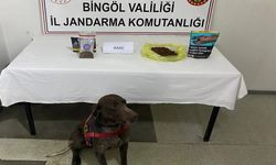 Bingöl'de Otobüste Yapılan Aramada Bonzai Ele Geçirildi