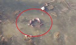 Nesli Tükenme Tehlikesi Altında: Dicle Nehri'nde Görüntülendi!