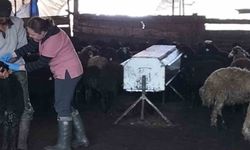 Karakoçan'da Küçükbaş Hayvanları Küpeleme Çalışmaları Sürüyor
