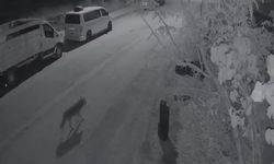 Elazığ'da Kent Merkezine Kadar İndi!