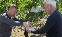 Elazığ'da Şeftali Güvesi Tuzakları Kuruldu