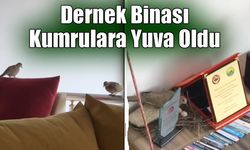 Dernek Binası Kumrulara Yuva Oldu