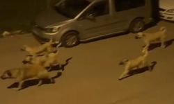 Bingöl'de Başıboş Köpekler Tedirgin Ediyor!
