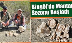 Bingöl’de Mantar Sezonu Başladı