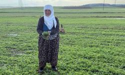 Mardin'de Ekili Alanlar Doludan Zarar Gördü