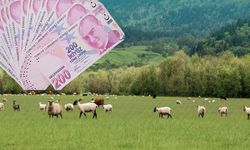 Çiftçiye, 3.8 Milyarlık Küçükbaş Hayvancılık Desteklemesi!