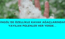 Bingöl'de Polenler Her Yerde!
