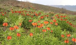 Bingöl'de Ters Lalelerin Görsel Şöleni