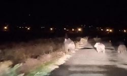 Van'da Ayılar Yine Arı Kovanlarına Saldırdı!