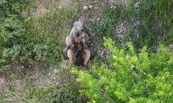 Üç Yavrusunu Emziren Ayı Dronla Görüntülendi