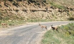 Malatya'da Dağ Keçilerini Görüntüledi