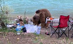 Tunceli'de Ayı Ailesi Piknik Yaptı