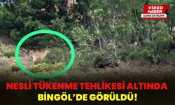 Nesli Tükenme Tehlikesi Altında: Bingöl’de Görüldü!