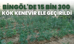Bingöl'de 15 Bin 300 Kök Kenevir Ele Geçirildi