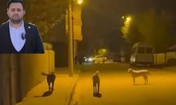 Başıboş Köpeklere Karşı Acil Önlem Çağrısı!