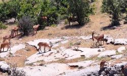 Dağ Keçileri Dronla Görüntülendi