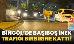 Bingöl’de Başıboş İnek Trafiği Birbirine Kattı!