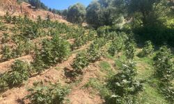 Bingöl'de 19 Binden Fazla Skunk Bitkisi Ele Geçirildi