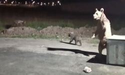 Ayı Balkona Koşunca Vatandaş Can Havliyle İçeri Kaçtı