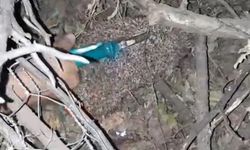 Çocuklar Dikenli Tellere Takılan Kirpiyi Kurtardı