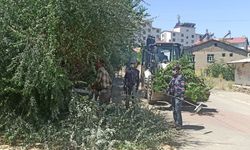 Bingöl'ün Genç İlçesinde Ağaçlar Budandı