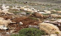 Tunceli-Ovacık'ta Yıldırım Düştü, 200 Koyun Telef Oldu