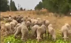 Satılmayan Biberleri Hayvanlara Yedirdi!