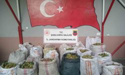 Ceylanpınar’da Fıstık Hırsızları Yakalandı