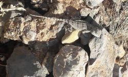 Tunceli’de Nesli Tehlike Altında Olan Bozkır Keleri Görüntülendi