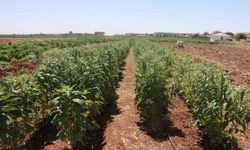 Urfa Susamı Yeniden Toprakla Buluşuyor