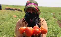 Dünyanın Birçok Ülkesine İhraç Ediliyor!