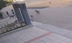 Sokak Köpeklerinden Son Anda Kaçtılar