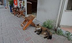 Elazığ'da Çay Ocağını Mesken Tutan Kedi, İlgi Odağı Oldu
