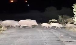 Yaban Domuzu Sürüsü Görüntülendi