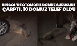 Bingöl’de Otomobil Domuz Sürüsüne Çarptı