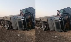 Hayvan Yüklü Tır Şarampole Devrildi