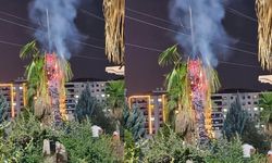 Parkta Palmiye Ağacı Kundaklandı!