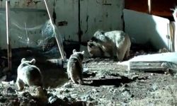 Hakkari'de Ayılar Şantiyeye İndi