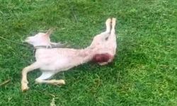 Sokak Köpekleri 2 Keçiyi Parçaladı
