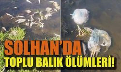 Solhan’da Toplu Balık Ölümleri!