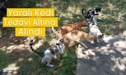 Yaralı Kedi Tedavi Altına Alındı