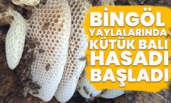 Bingöl Yaylalarında Kütük Balı Hasadı Başladı