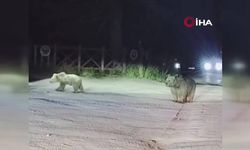 Uludağ’da ayılar çöplere dadandı