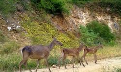 Kızıl Geyik Ailesinin Doğal Yaşamı Görüntülendi