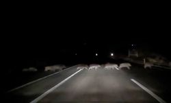 Domuz Sürüsü Trafikte Paniğe Yol Açtı